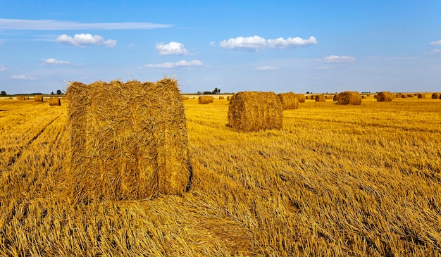 Un champ agricole