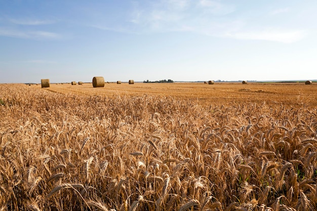 Un champ agricole