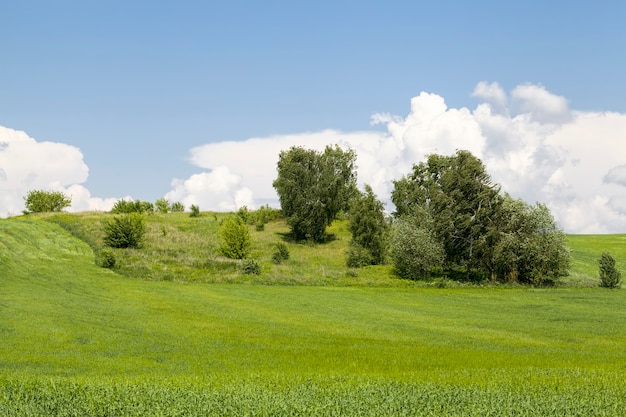 Un champ agricole