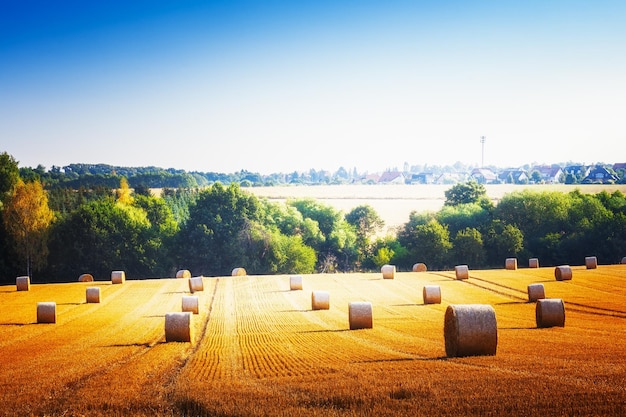 Un champ agricole