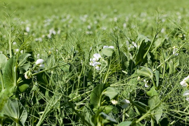 Un champ d'agriculteur où poussent les pois verts, les pois fleurissent avec des fleurs blanches en été