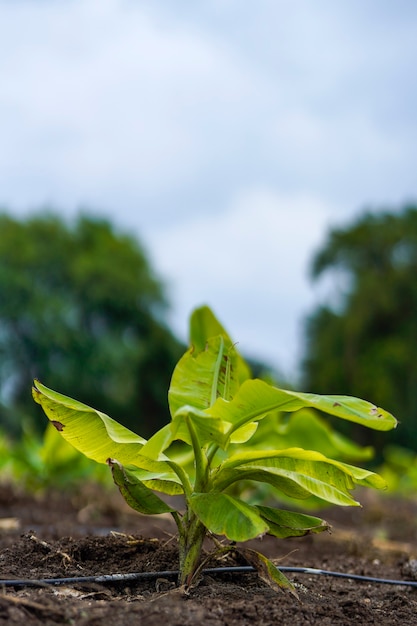 Champ d'agriculture de banane en Inde.