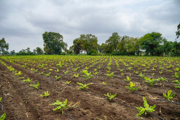 Champ d'agriculture de banane en Inde.