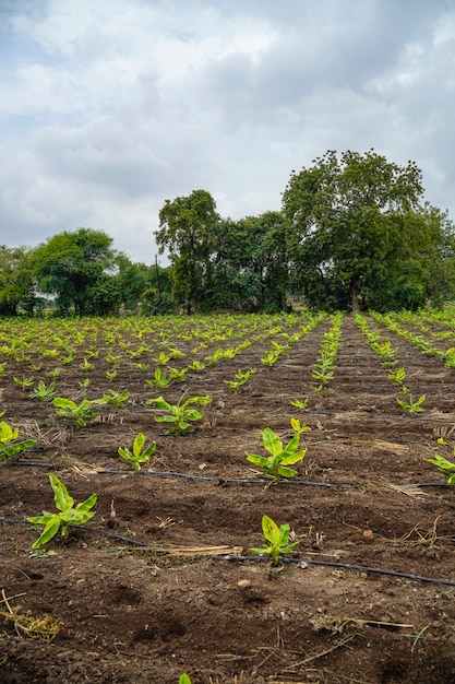 Champ d'agriculture de banane en Inde.