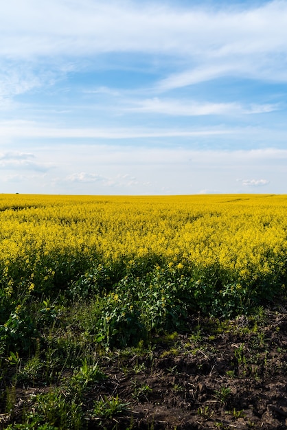 Champ d'agriculture sur l'été