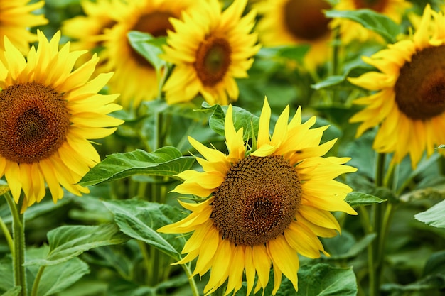 Champ d'agriculture de tournesol se bouchent