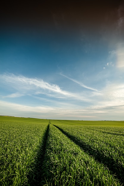 Champ d'agriculture verte au début de l'été