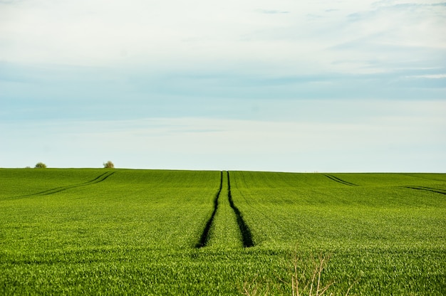 Champ d'agriculture verte d'été