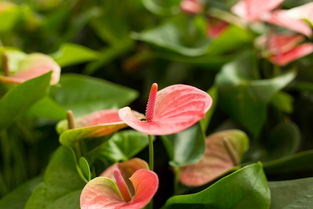 Champ d'Anthurium rose sur les feuilles