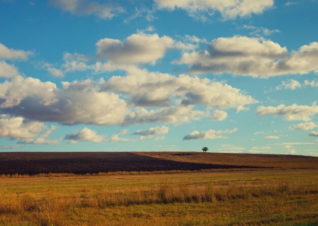 Champ arable avec ciel nuageux et arbre seul sur fond