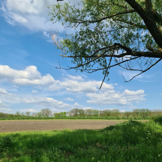 Un champ avec un arbre et un ciel bleu avec des nuages