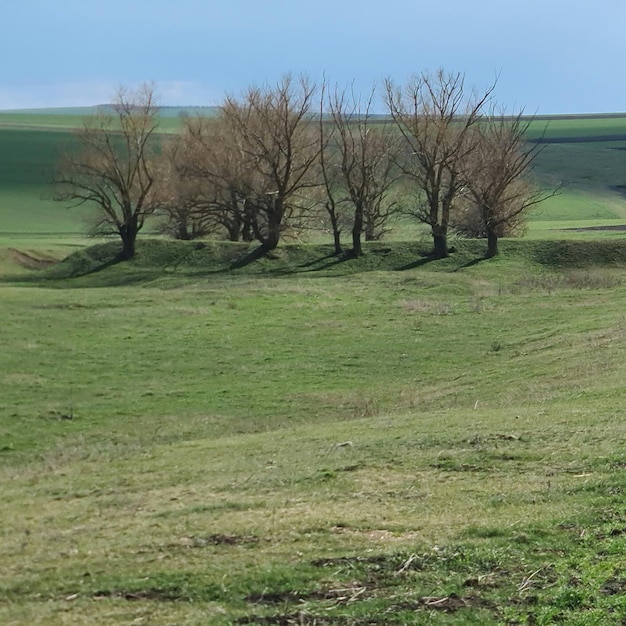 Un champ avec des arbres et un champ avec un ciel bleu