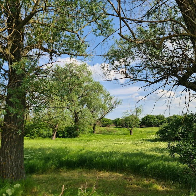 Un champ d'arbres avec un ciel bleu derrière eux