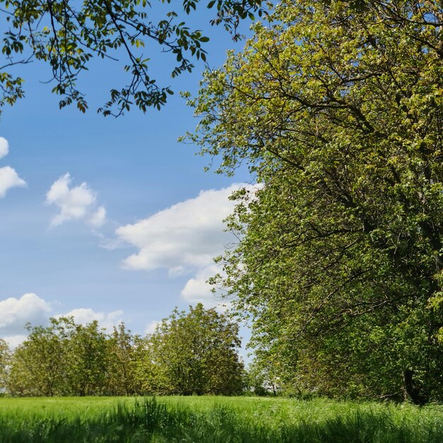 Un champ d'arbres avec un ciel bleu et des nuages en arrière-plan