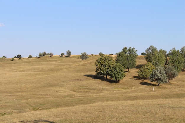 Un champ avec des arbres et un ciel bleu