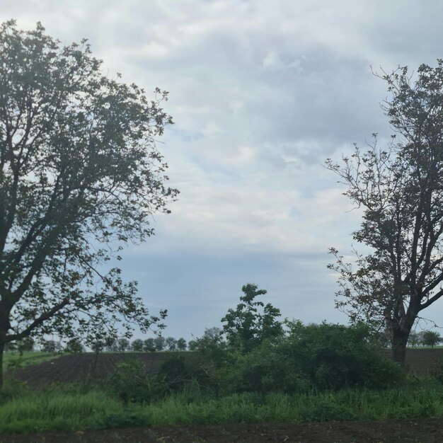 Un champ avec des arbres et un ciel nuageux