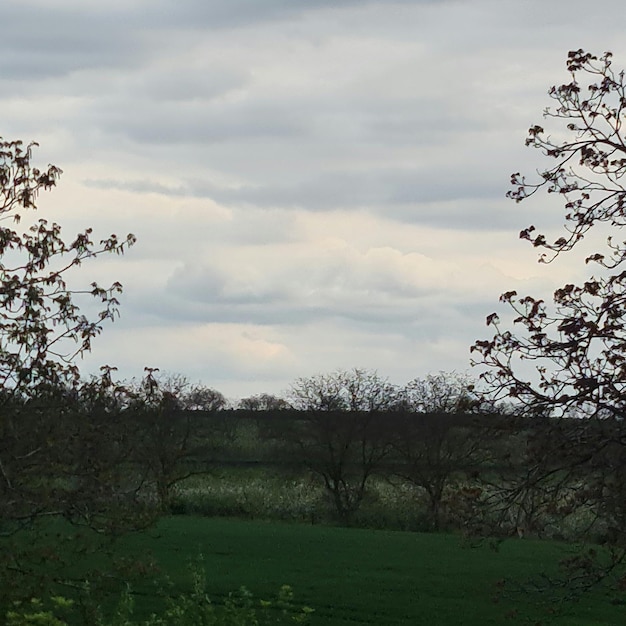 Un champ avec des arbres et un ciel nuageux