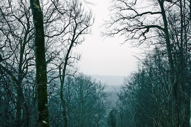 Champ et arbres couverts de neige en hiver en Lettonie