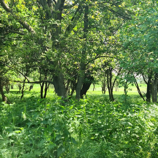 Un champ d'arbres avec quelques plantes vertes et quelques autres arbres