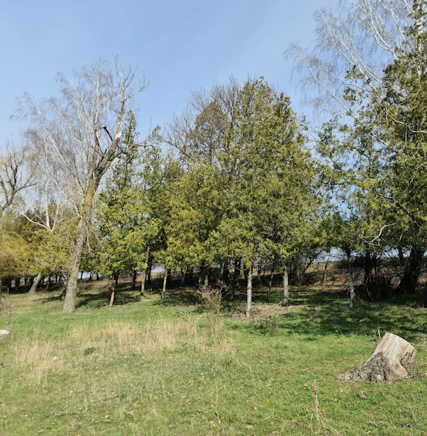 Un champ d'arbres avec une souche d'arbre au premier plan et quelques autres arbres en arrière-plan.