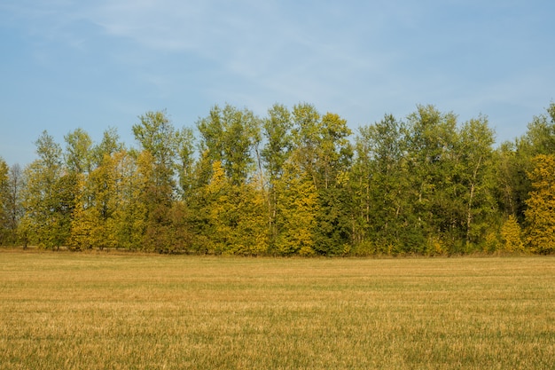 Champ d'automne avec des arbres, ciel avec nuages