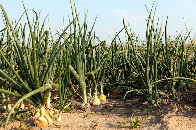 Champ Aux Oignons Verts - Champ Agricole Sur Lequel Poussent Des Oignons Verts, été, Août. Oignon Avec Différents Deffekt