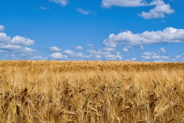 champ aux oreilles d'or et ciel bleu à l'horizon, motifs de la ferme, champ de pain