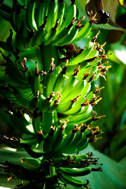 Champ de bananes vertes