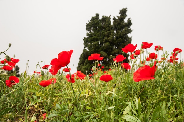 Champ avec un beau coquelicot rouge. L'île de Santorin, Grèce