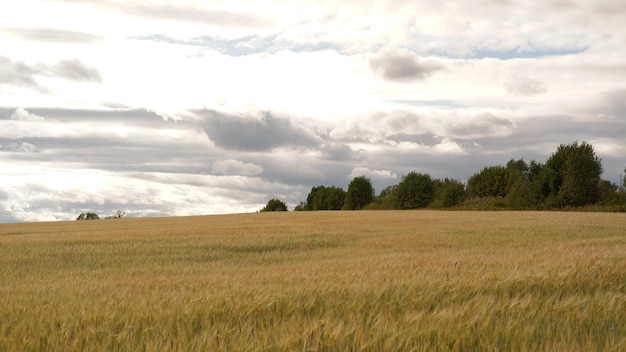 Champ de beau paysage un jour d'été Scène rurale d'épis de blé champ de blé