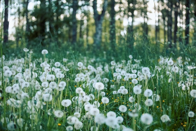 Un champ avec beaucoup de pissenlits dans la nature la période de maturation des graines une boule blanche avec un motif et le vol des graines mûres fond d'été