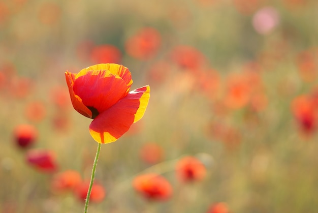 Champ de beaux coquelicots rouges avec de l'herbe verte