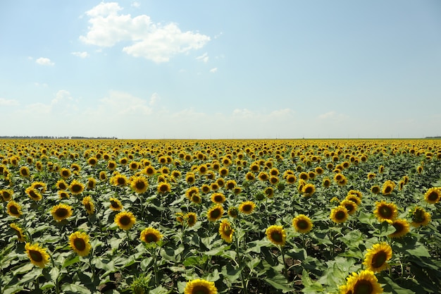 Champ de beaux tournesols contre le ciel