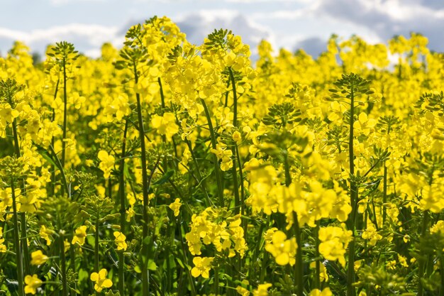 Champ de belle fleur dorée printanière de colza de canola de colza en latin Brassica napus avec fond de ciel et de beaux nuages le colza est une plante pour l'industrie verte