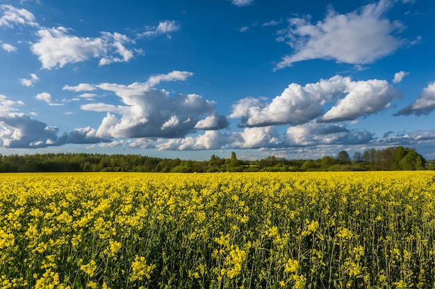 Champ de belle fleur dorée printanière de colza de canola de colza en latin Brassica napus