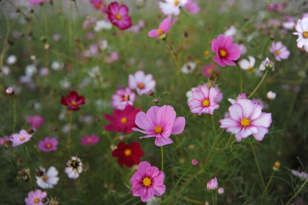 Champ de belles fleurs sauvages roses et violettes en Corée