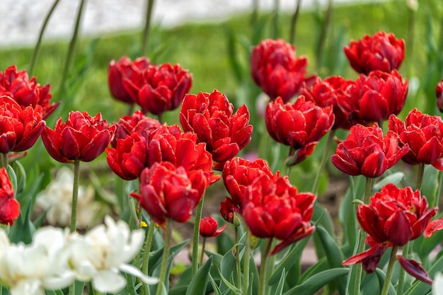 Champ de belles fleurs de tulipes rouges fleurissant dans le jardin de printemps à l'extérieur