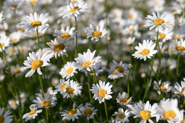 Champ de belles marguerites fleuries