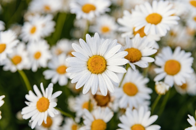 Champ de belles marguerites fleuries