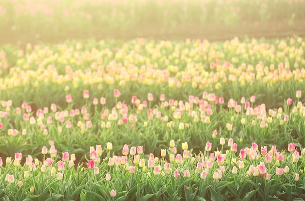 Champ de belles tulipes en fleurs