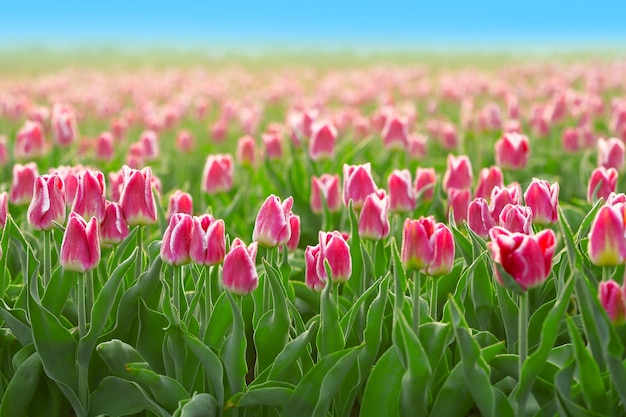 Champ de belles tulipes en fleurs