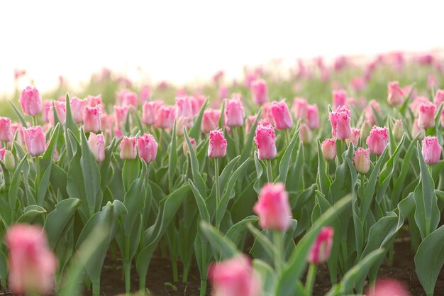 Champ de belles tulipes en fleurs