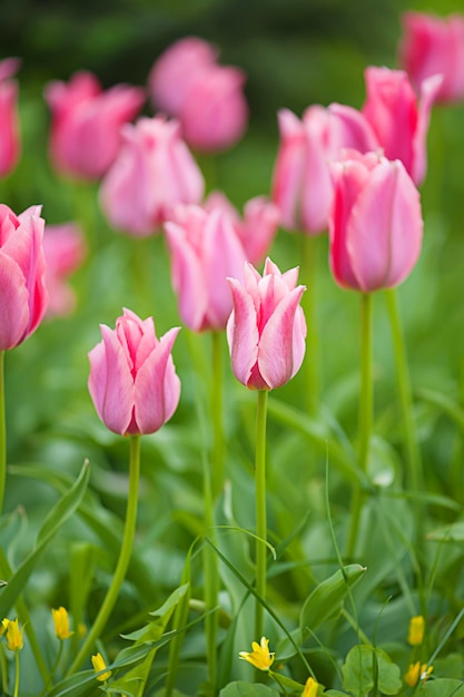 Champ de belles tulipes roses au printemps, fond floral