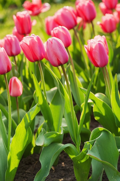 Champ de belles tulipes rouges au printemps, fond floral