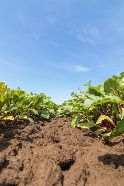 Champ de la betterave rouge. Jeunes plants de betteraves vertes.