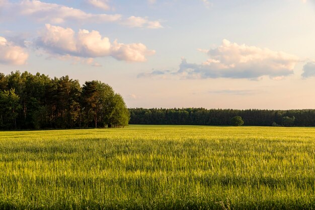 Champ de blé agricole avec du blé non mûr