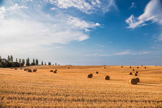 Champ de blé après la récolte avec des ballots de paille au coucher du soleil