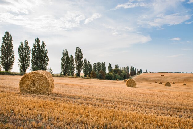 Champ de blé après la récolte avec des ballots de paille au coucher du soleil