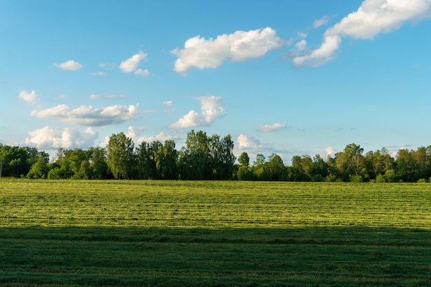 Champ de blé après la récolte et ciel bleu Tisser le blé est séché au soleil Saison de récolte Agribusiness et industrie alimentaire