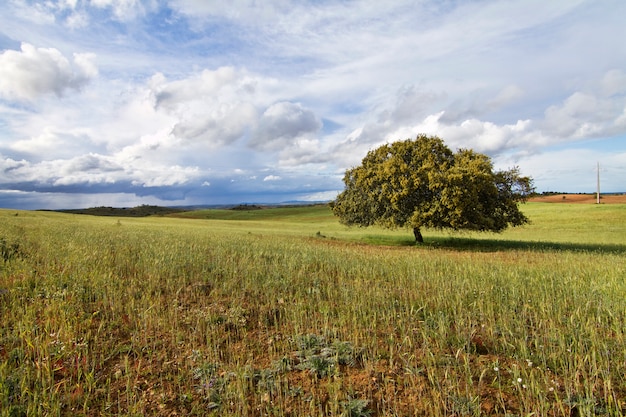 Champ de blé avec arbre solitaire